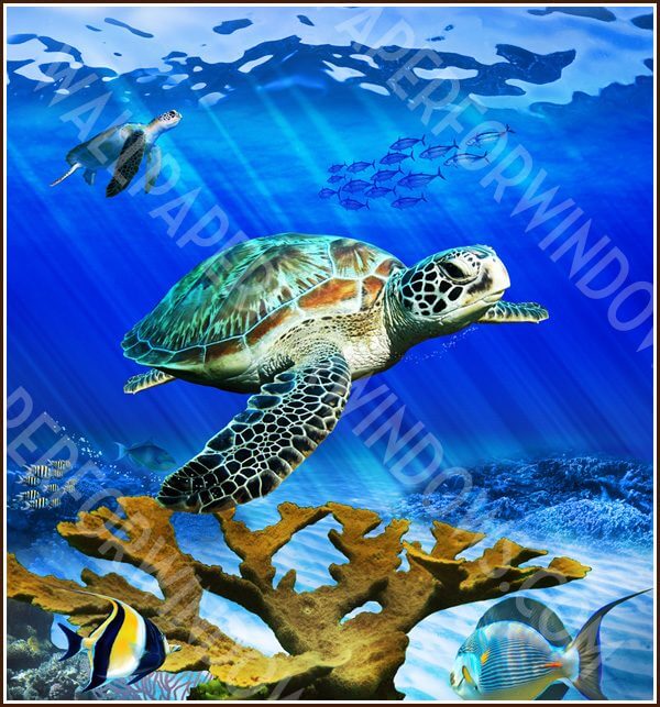 Sea Turtle Reef Stained Glass Art | Wallpaper For Windows